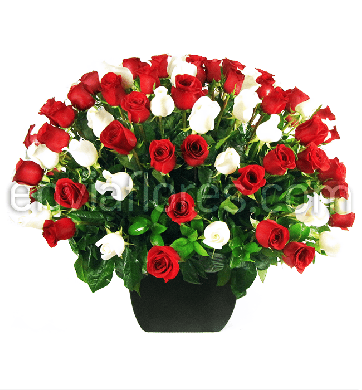100 Rosas Rojas y Blancas en Base