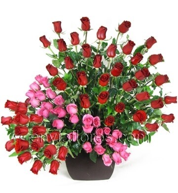 25 Rosas Rosa Intenso y 50 Rosas Rojas en Base