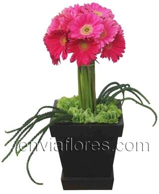 Topiario de 20 Gerberas color Rosa Intenso