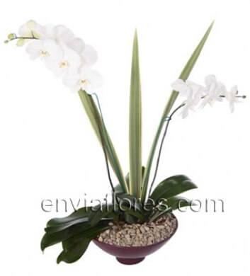 Orquídeas Phalenopsis con Piedras de Río en Base