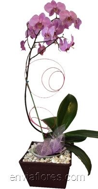 Orquídea Phalenopsis en Planta con Decoración en Base