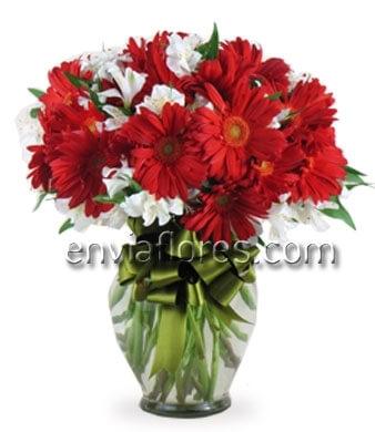 20 Gerberas Rojas y 20 Alstroemerias Blancas en Jarrón