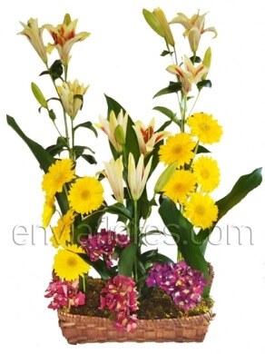 Gerberas, Stargazer y Alstroemerias en canasta.