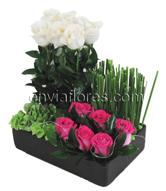 Jardin de 6 Rosas Blancas y 6 Rosa Intenso en base.