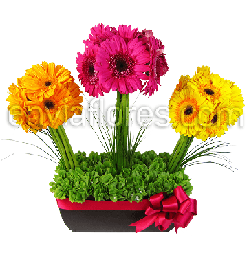 Jardín Primaveral de 30 Gerberas 