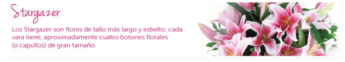 Stargazer. Los Stargazer son flores de tallo más largo y esbelto, cada vara tiene, aproximadamente cuatro botones florales (o capullos) de gran tamaño.