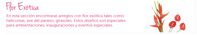 En esta sección encontraras arreglos con flor exótica tales como heliconias, ave del paraiso, girasoles. Estos diseños son especiales para ambientaciones, inauguraciones y eventos especiales.
