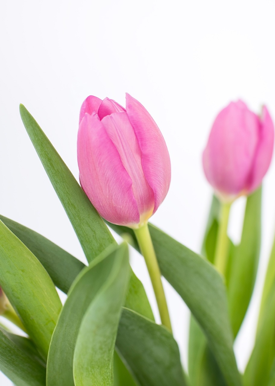 Imagen para 10 Tulipanes Fucsia en Jarrón - 4