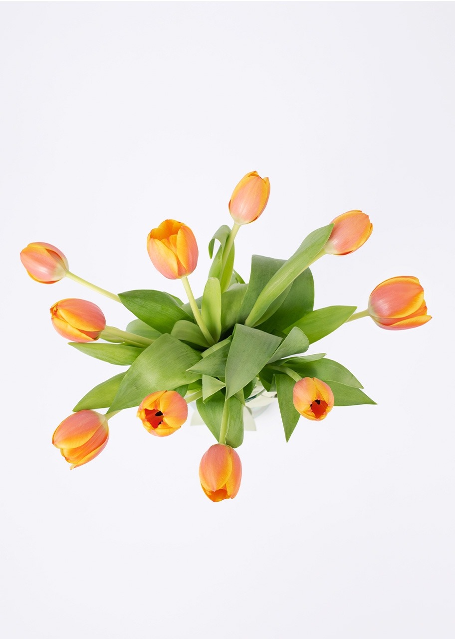 Imagen para 10 Tulipanes Naranjas en Jarrón - 3