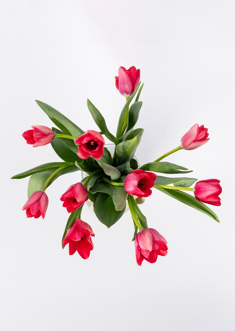 Imagen para 10 Tulipanes Rojos en Jarrón - 3