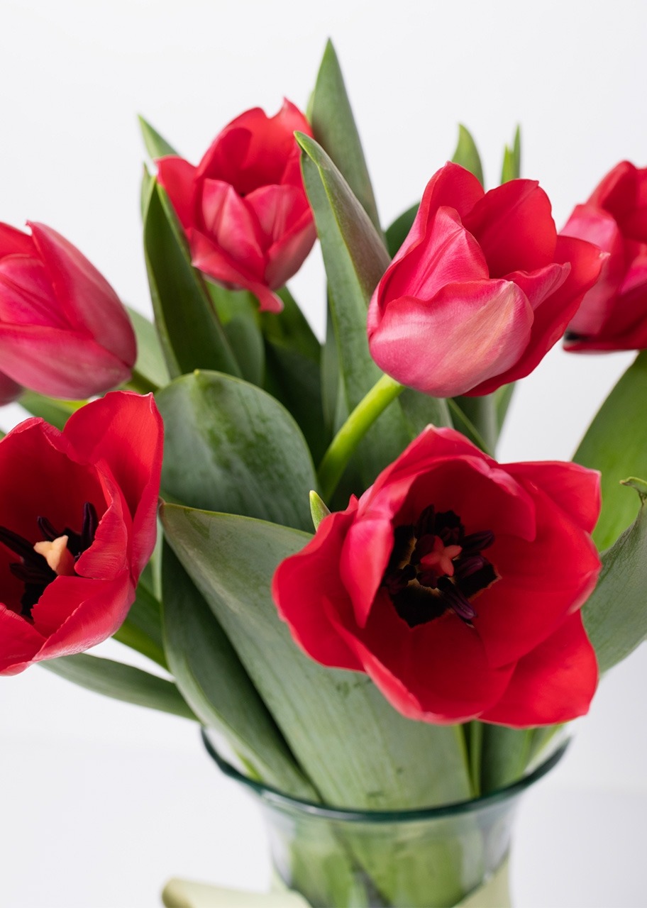 Imagen para 10 Tulipanes Rojos en Jarrón - 4
