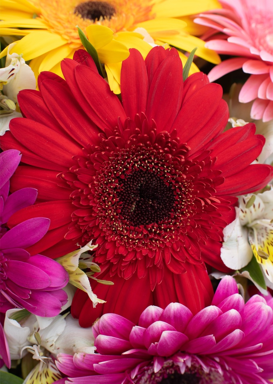 Imagen para 10 Gerberas Coloridas en jarrón - 4