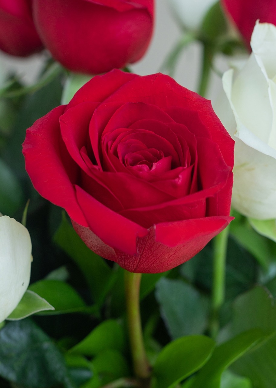 Imagen para 12 Rosas Radiantes - 4