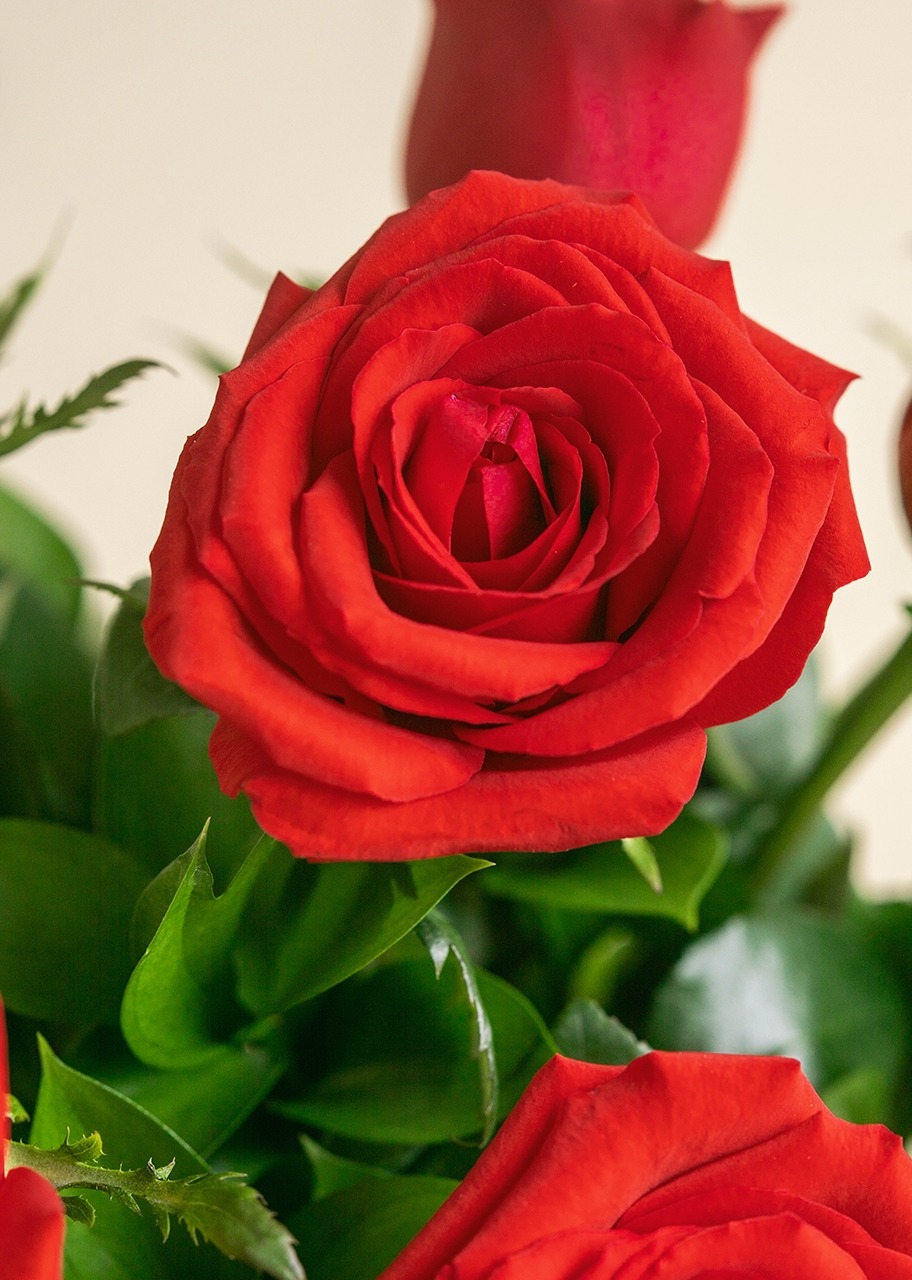 Imagen para 12 Rosas rojas en jarrón - 4