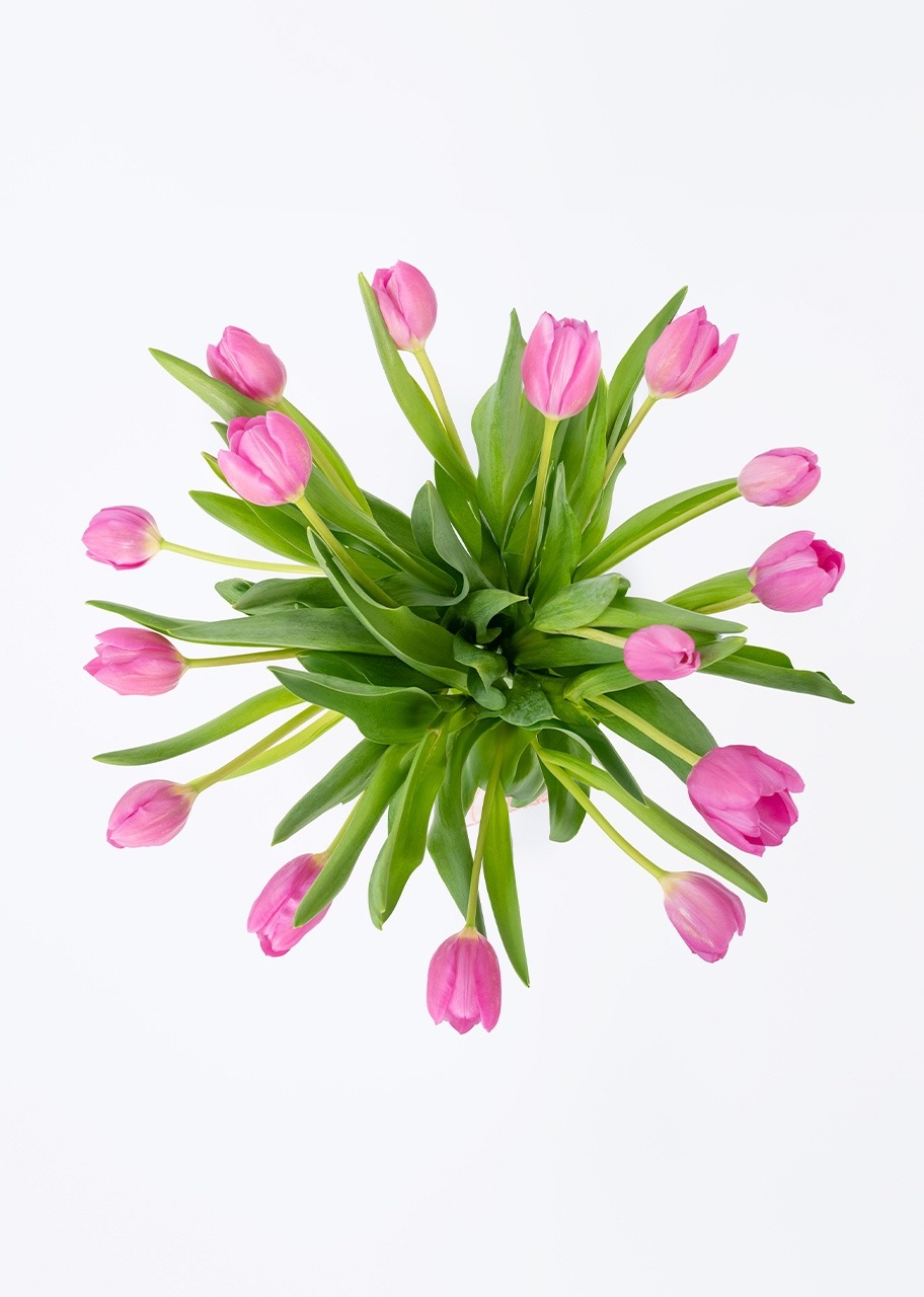 Imagen para 15 Tulipanes Fucsia en Jarrón - 3