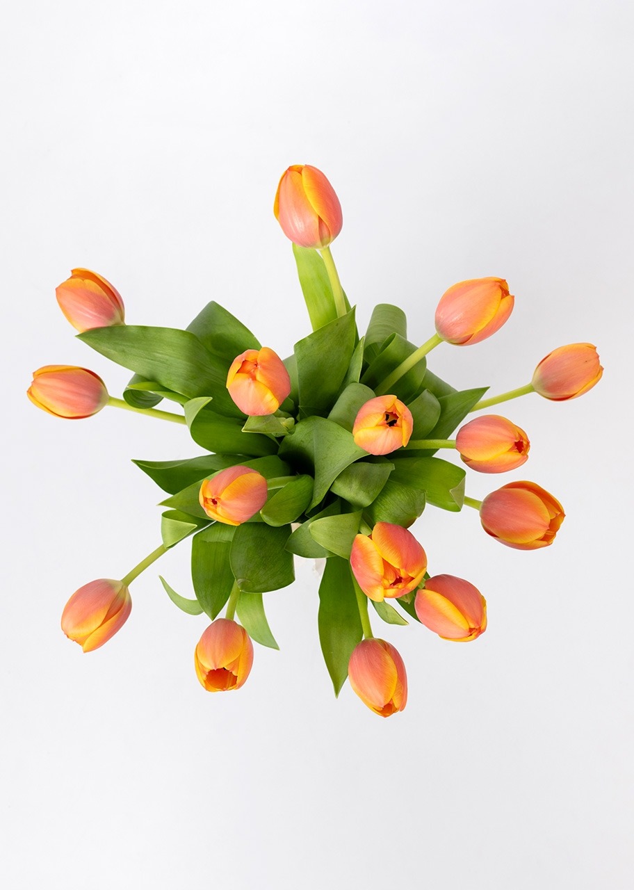 Imagen para 15 Tulipanes Naranjas - 3