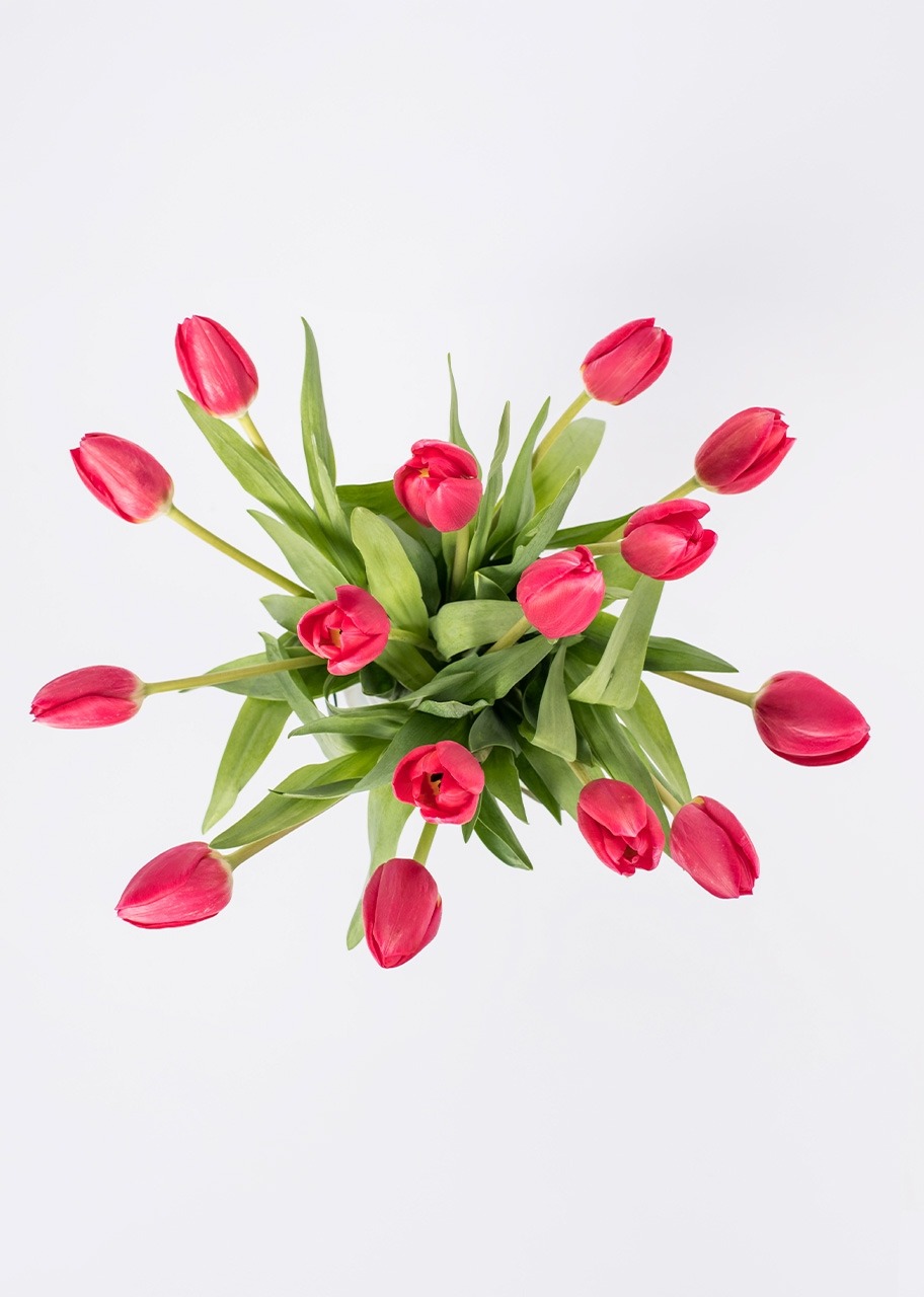 Imagen para 15 Tulipanes Rojos en Jarrón - 3