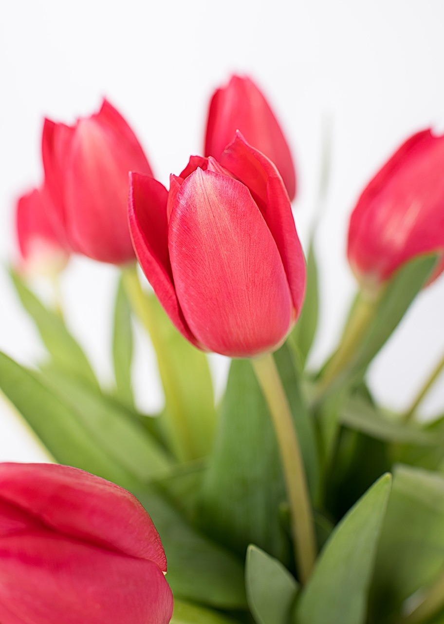 Imagen para 15 Tulipanes Rojos en Jarrón - 4