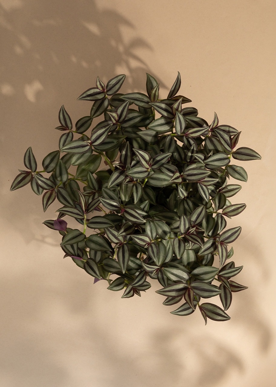 Imagen para Planta del Amor en Base Beige - 2