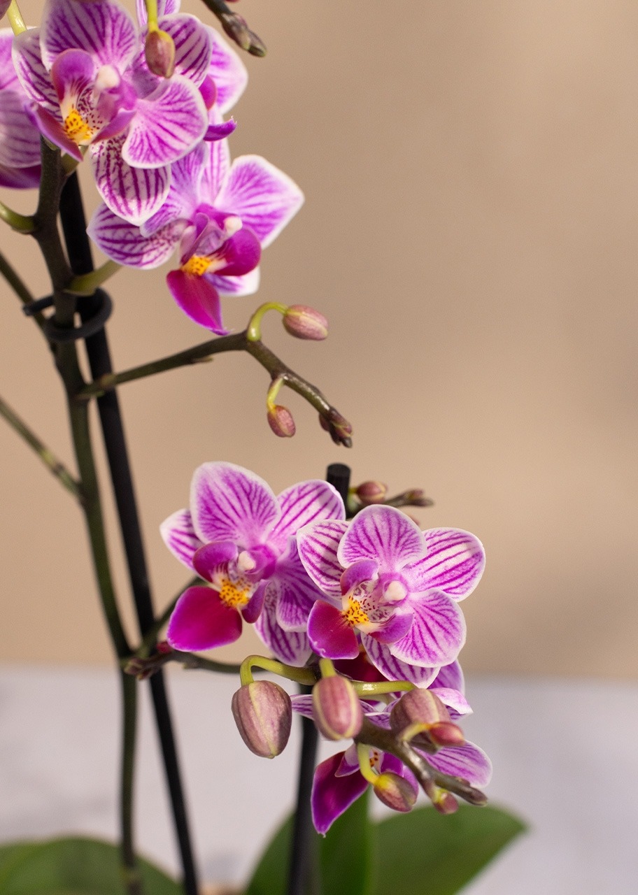 Orquídea Morada en Base Beige