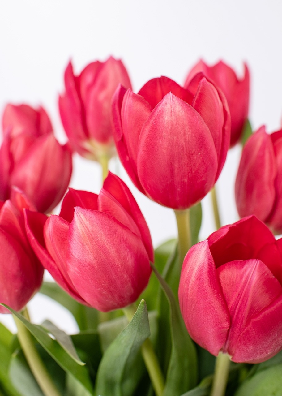 Imagen para 20 Tulipanes Rojos - 3