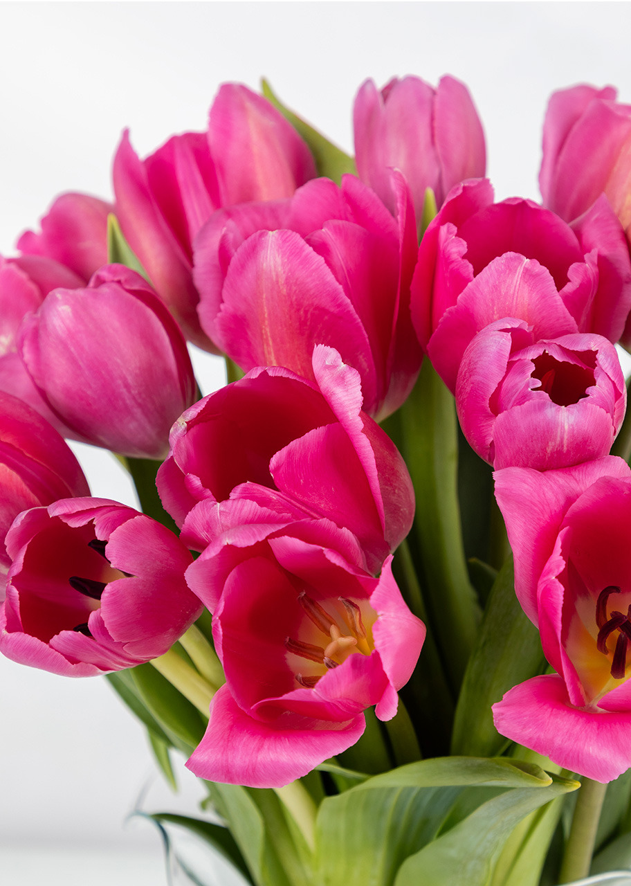 Imagen para 20 tulipanes Fucsia en jarrón tornasol - 4