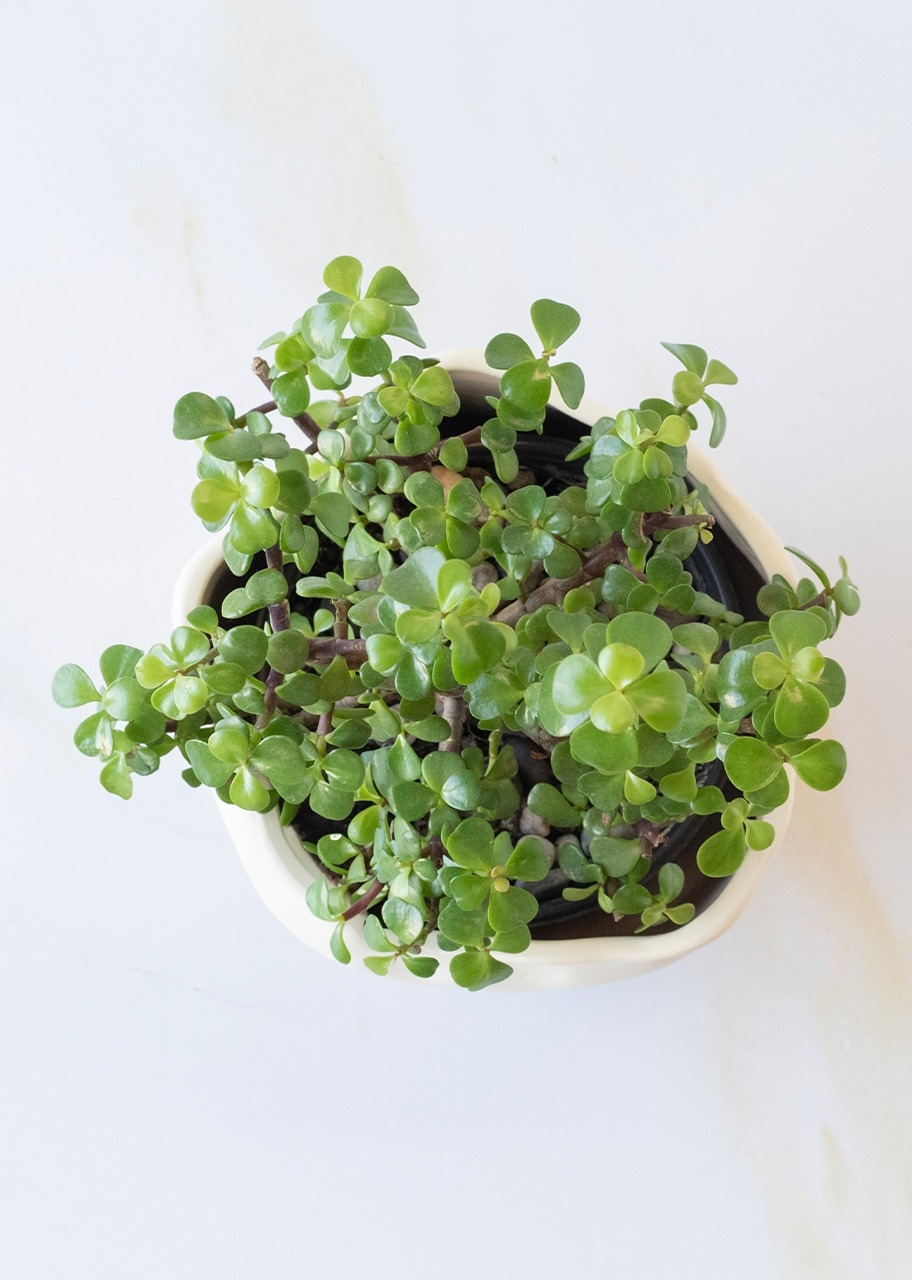 Imagen para Personaliza con Mini Foto con Árbol de la Abundancia - 3