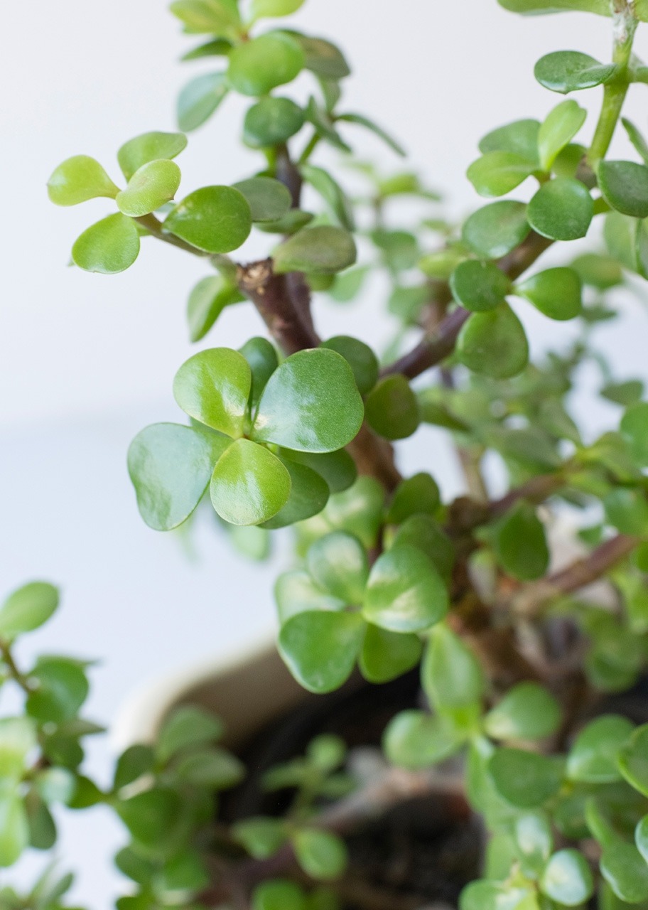 Imagen para Personaliza con Mini Foto con Árbol de la Abundancia - 4