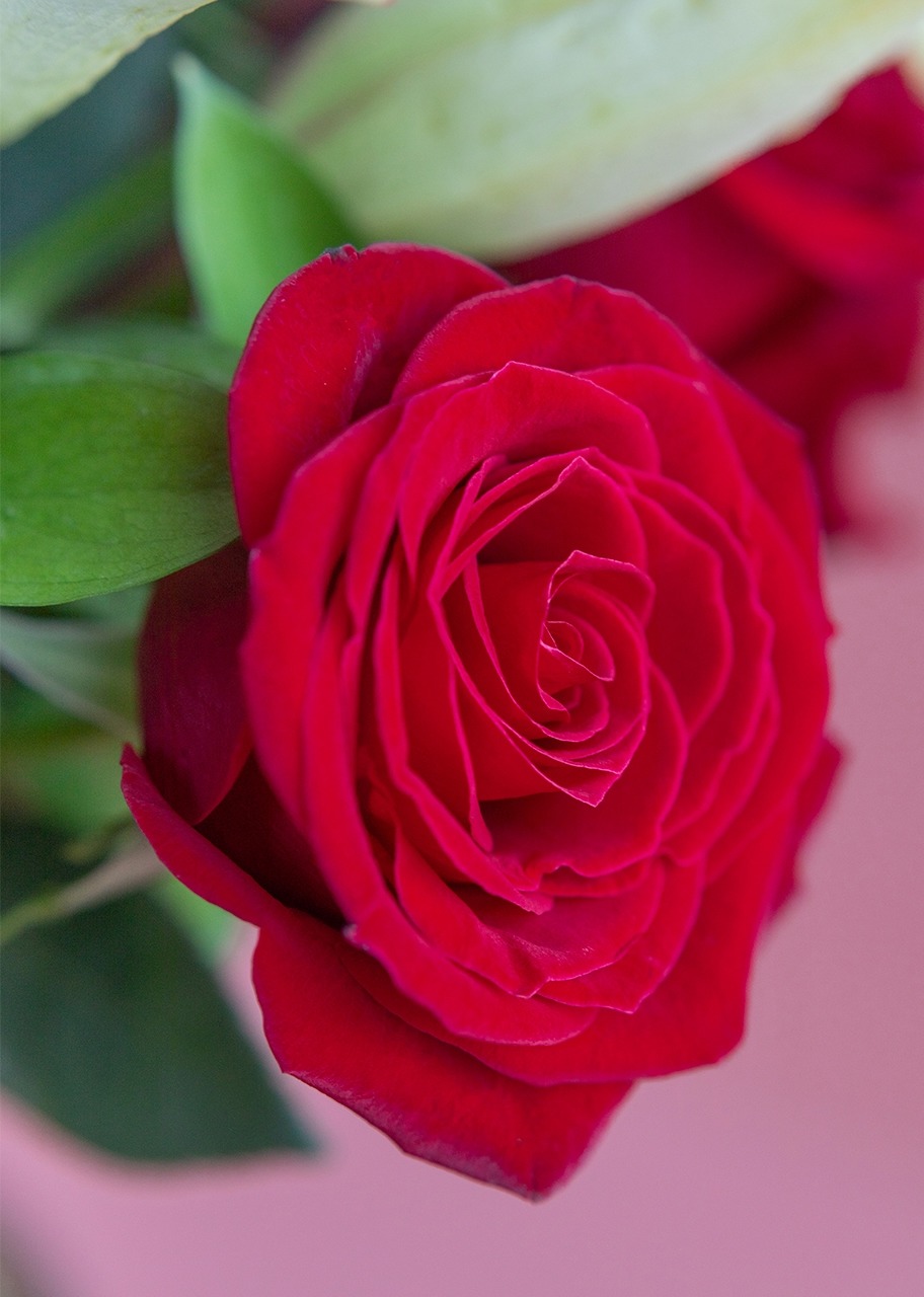 Imagen para 24 Besos de Rosas y Lilies - 4