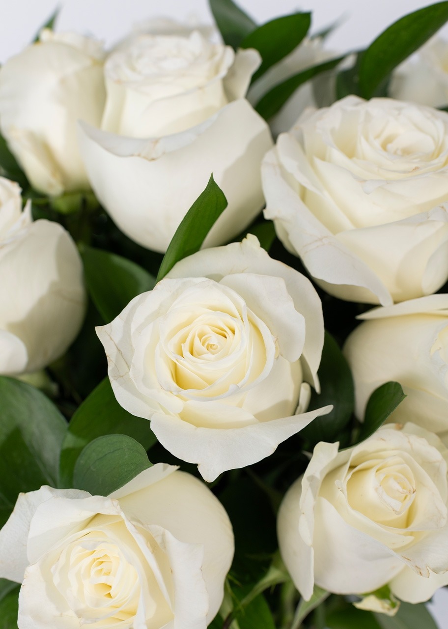 Imagen para 24 Rosas Blancas - 4