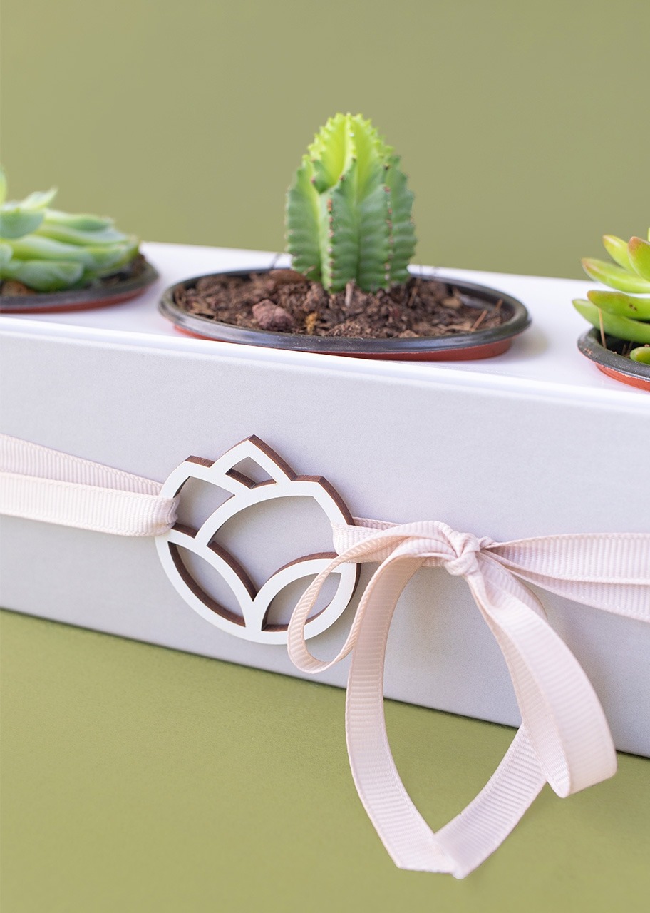 Imagen para 3 Pack de Suculentas - 2