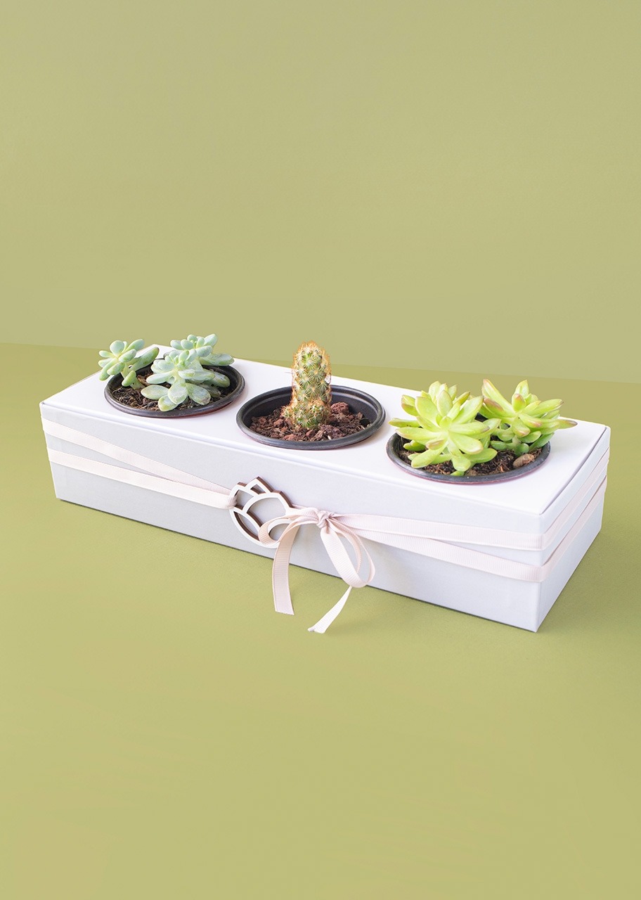 Imagen para 3 Pack de Suculentas - 3