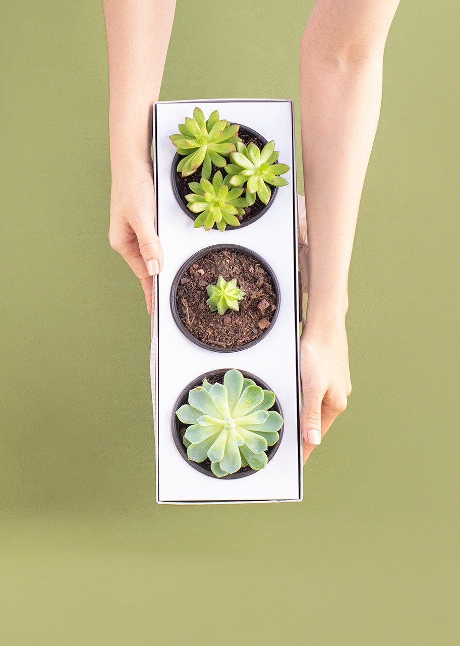 Imagen para 3 Pack de Suculentas - 4