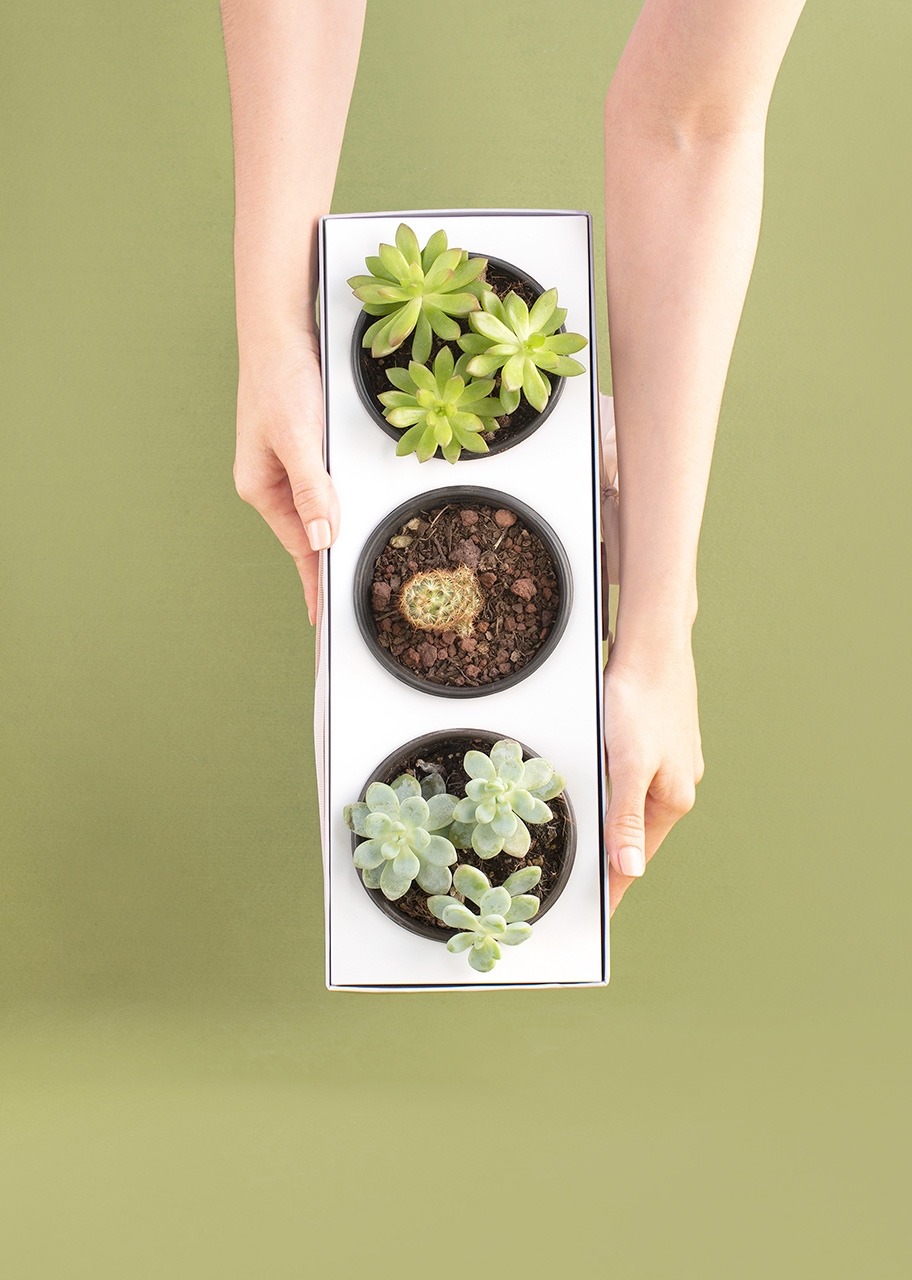 Imagen para 3 Pack de Suculentas - 5