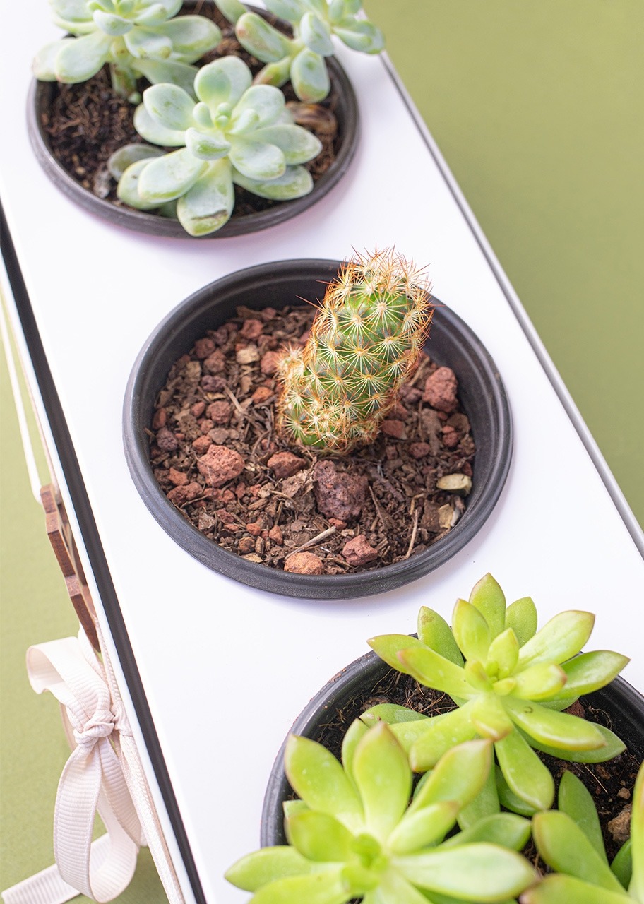 Imagen para 3 Pack de Suculentas - 7