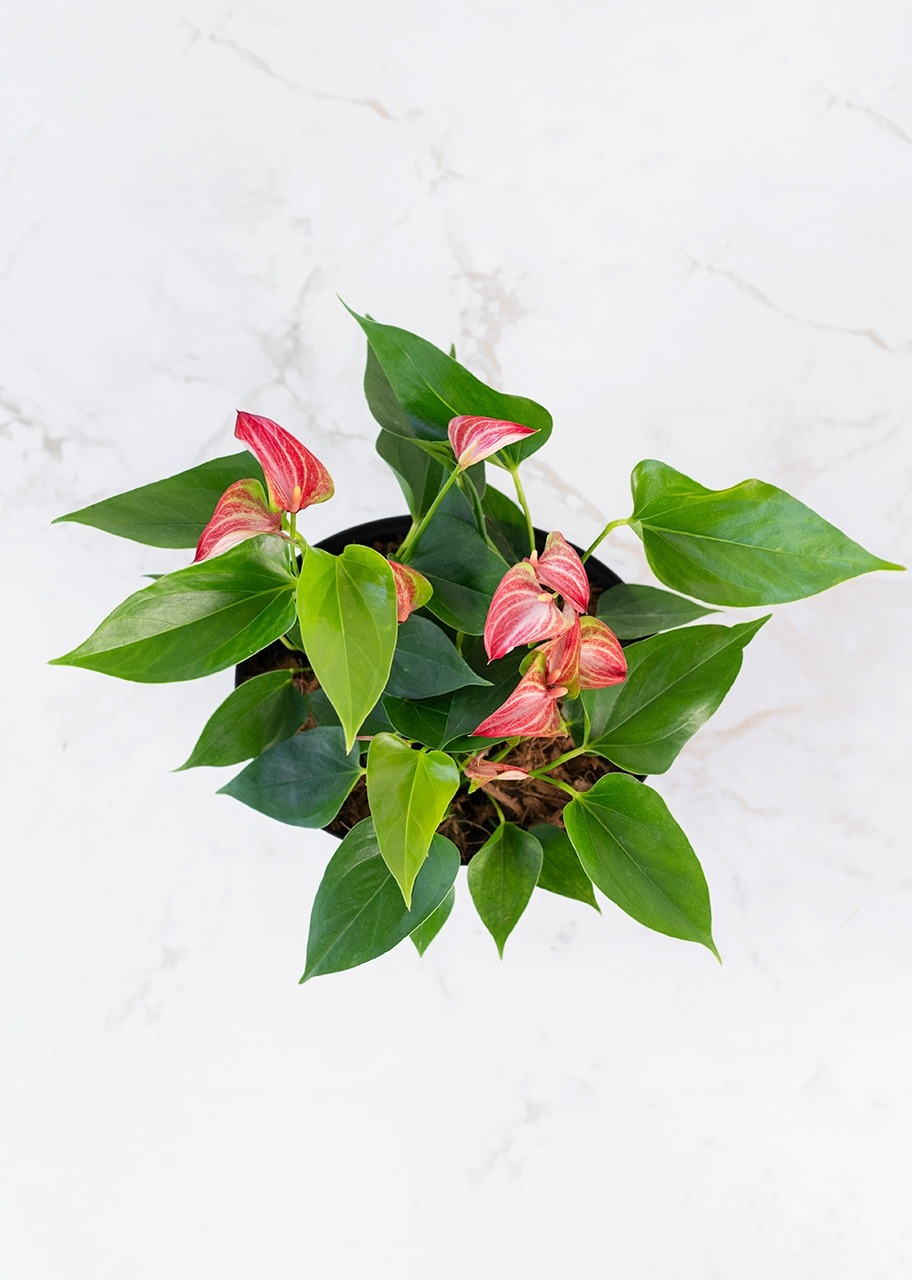 Imagen para Mini Anturios en Caja - 3