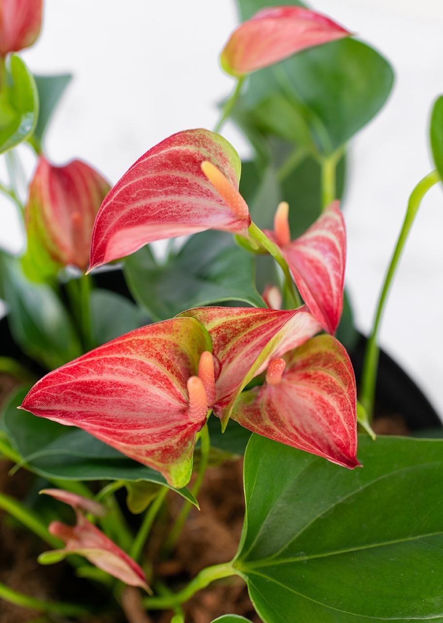 Imagen para Mini Anturios en Caja - 4