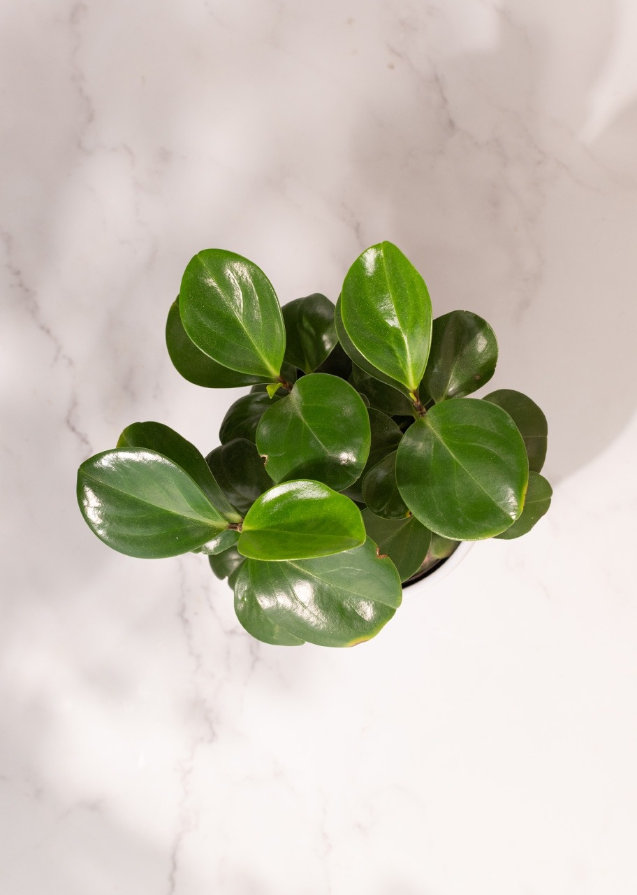 Imagen para Planta del Éxito en Maceta de Cerámica - 3