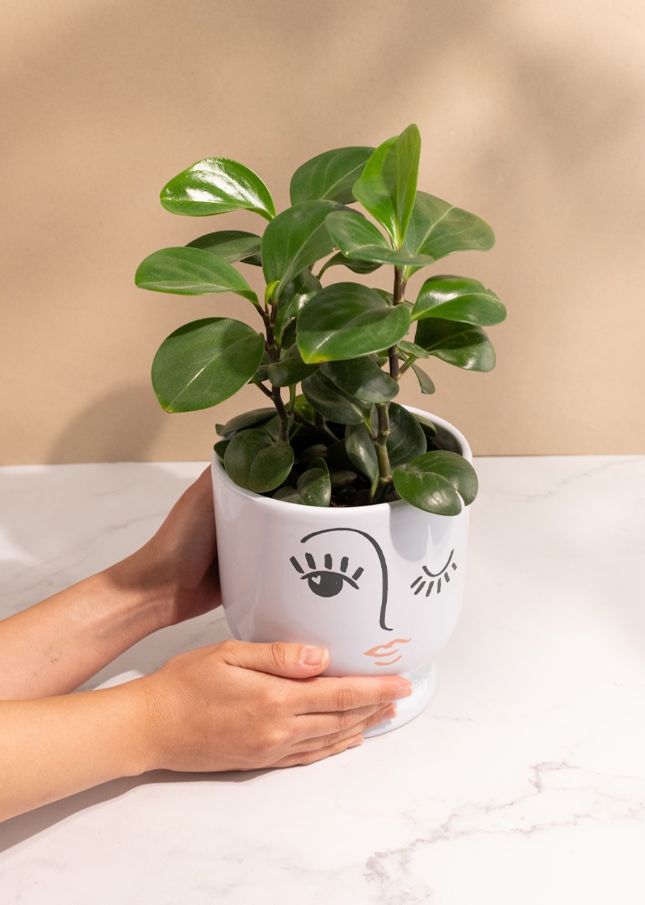 Imagen para Planta del Éxito en Maceta de Cerámica - 2