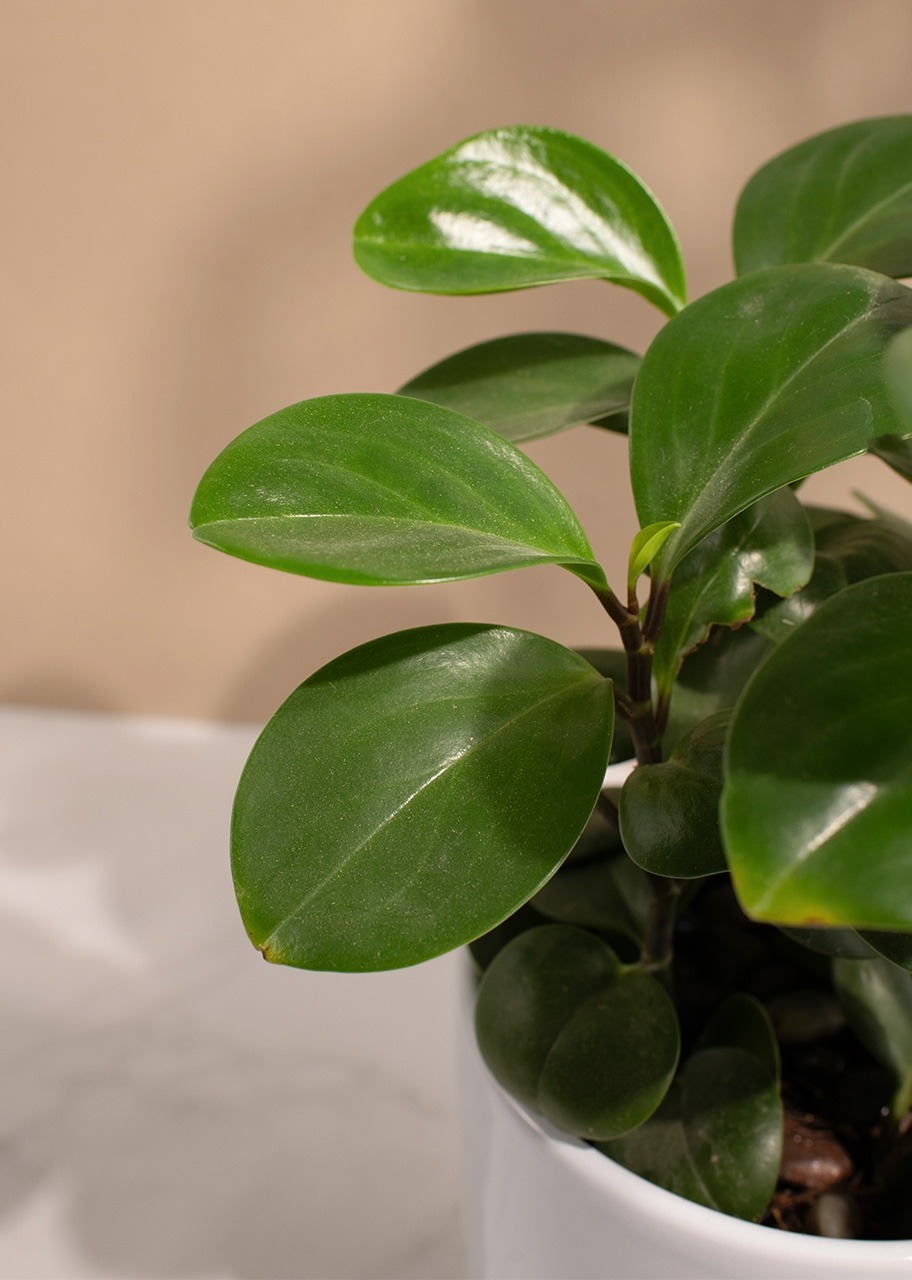 Imagen para Planta del Éxito en Maceta de Cerámica - 4