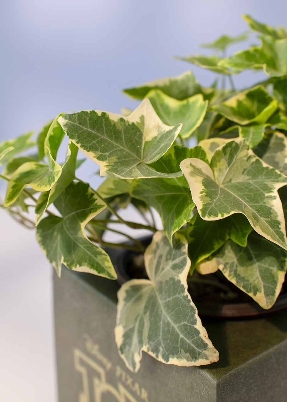 Imagen para Caja Disney Toy Story - 6