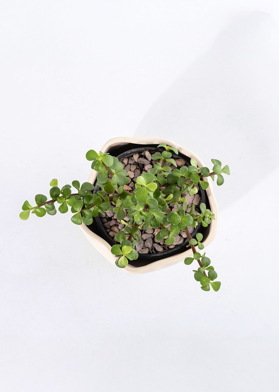 Imagen para Árbol de la Abundancia con Distintivo "Gracias Gracias Gracias" - 5