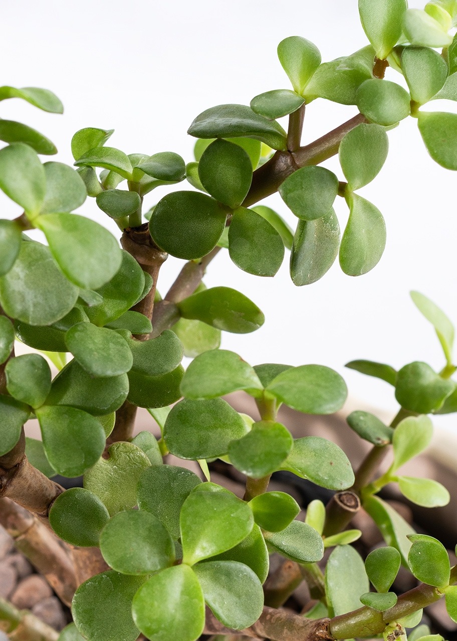 Imagen para Árbol de la Abundancia con Distintivo "Gracias Gracias Gracias" - 4