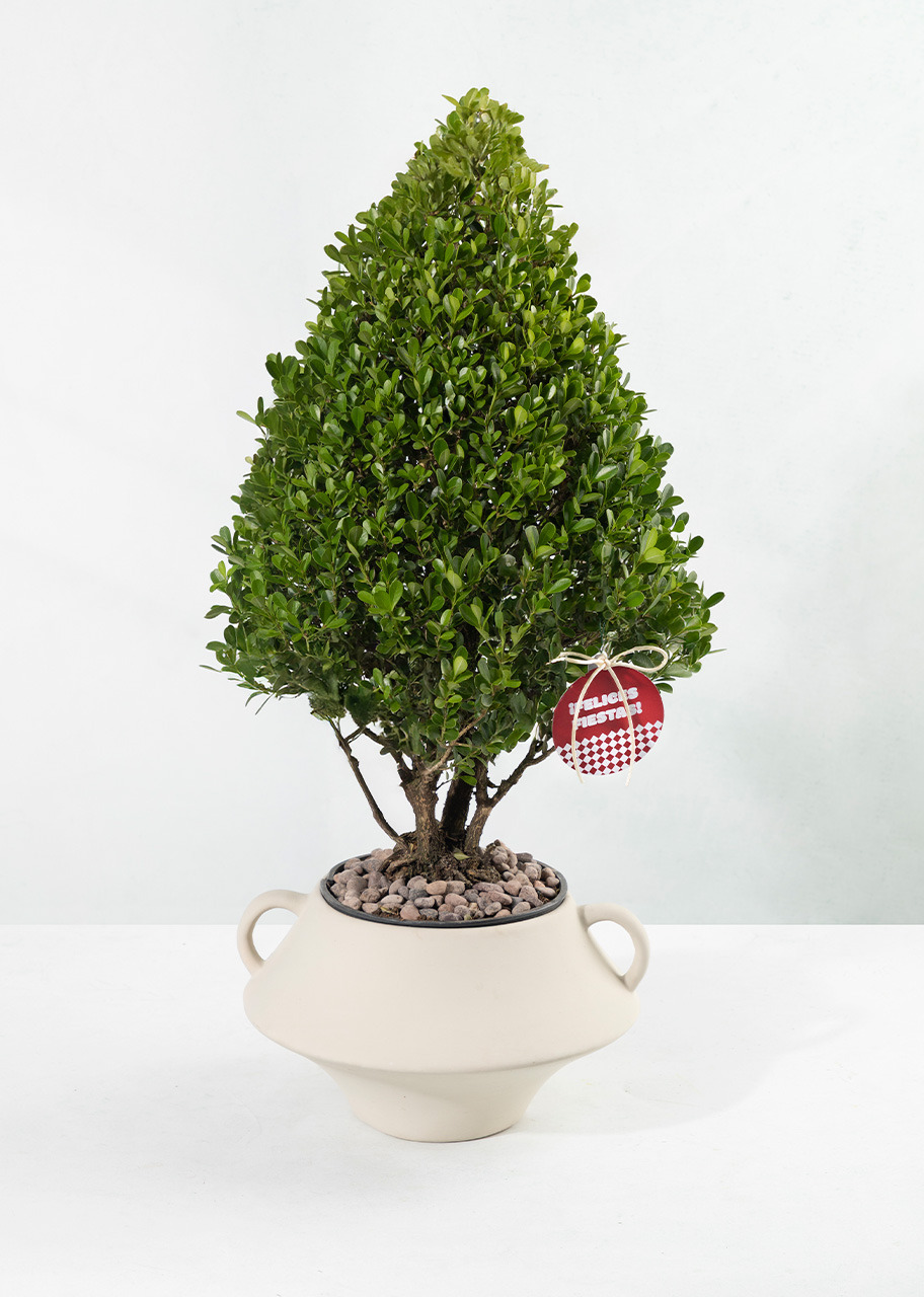 Imagen para Arbolito Buenos Deseos  con Globo Navidad - 2