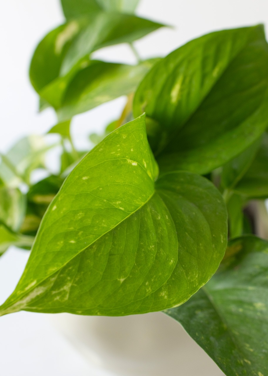 Imagen para Planta de la Fortaleza en Maceta de Cerámica - 4