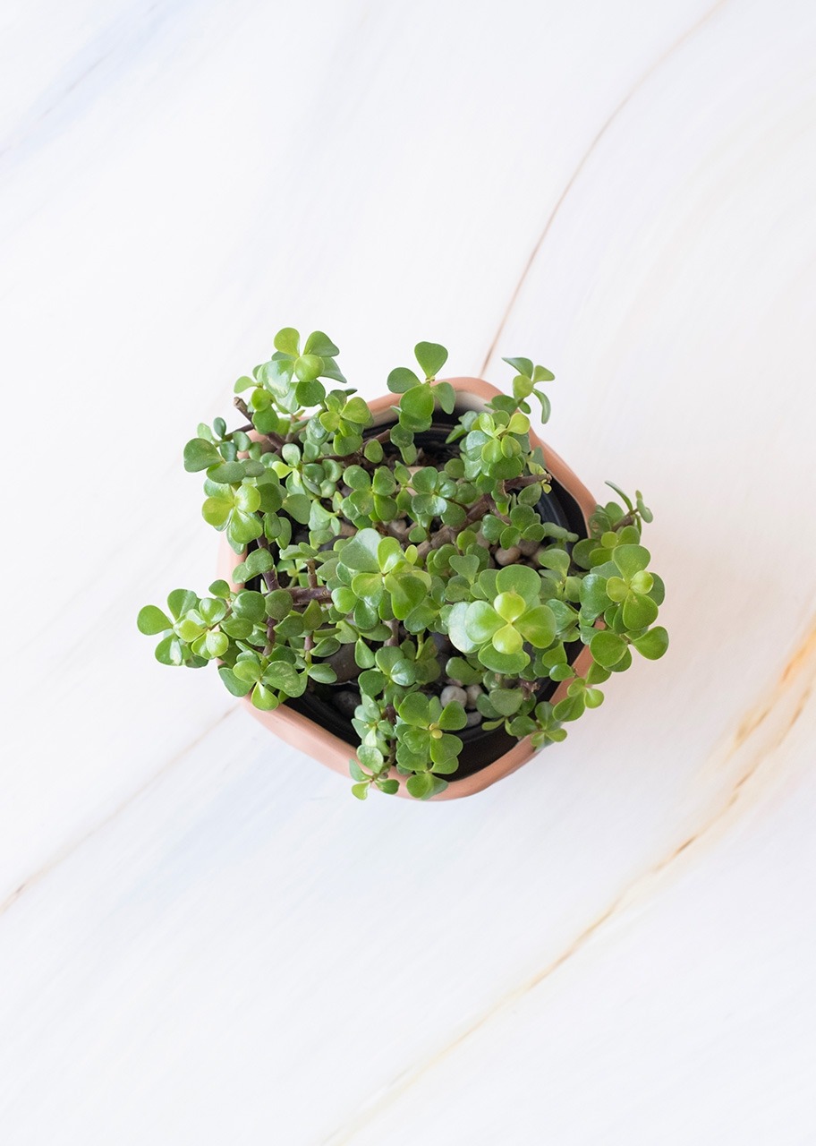 Imagen para Árbol de la Abundancia en Maceta Cerámica - 3