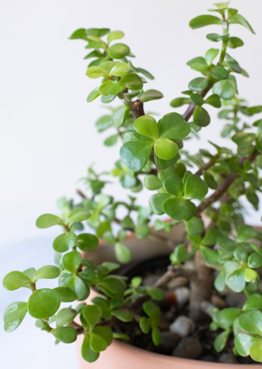 Imagen para Árbol de la Abundancia en Maceta Cerámica - 4