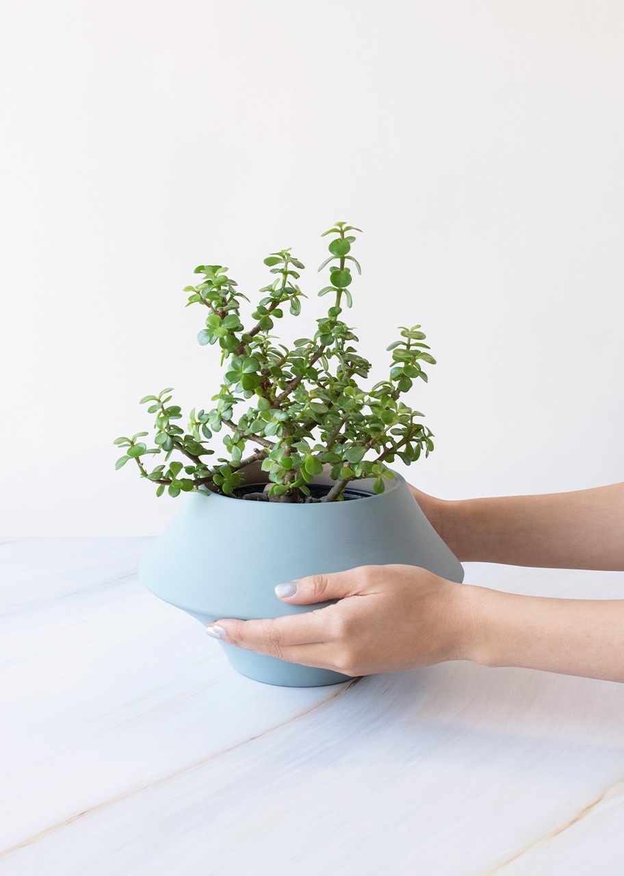 Imagen para Árbol de la Abundancia en Maceta Cerámica - 2