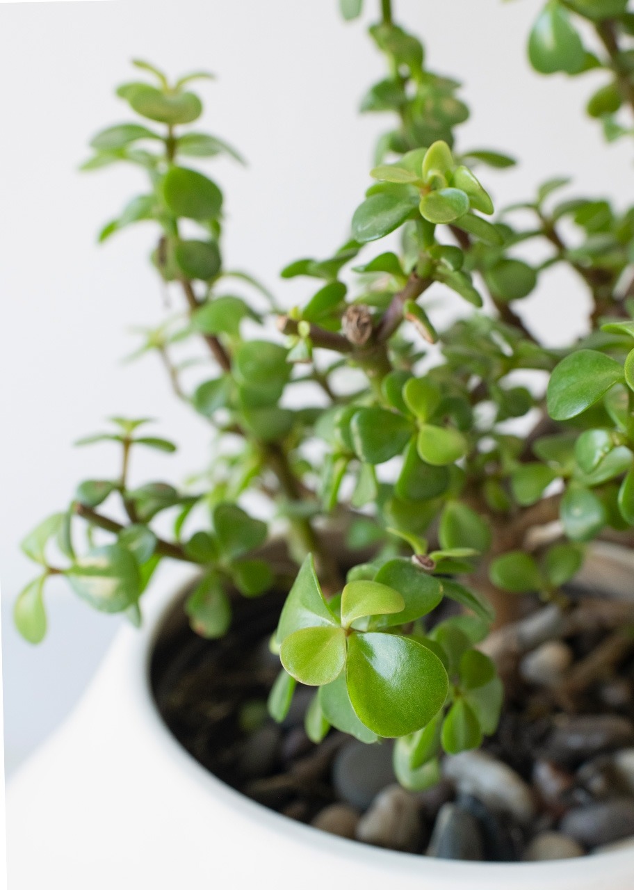 Imagen para Árbol de la abundancia en Maceta Cerámica - 4