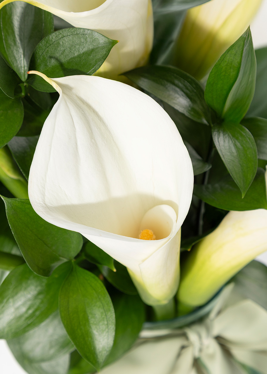 Imagen para Arreglo de 10 Alcatraces - 4